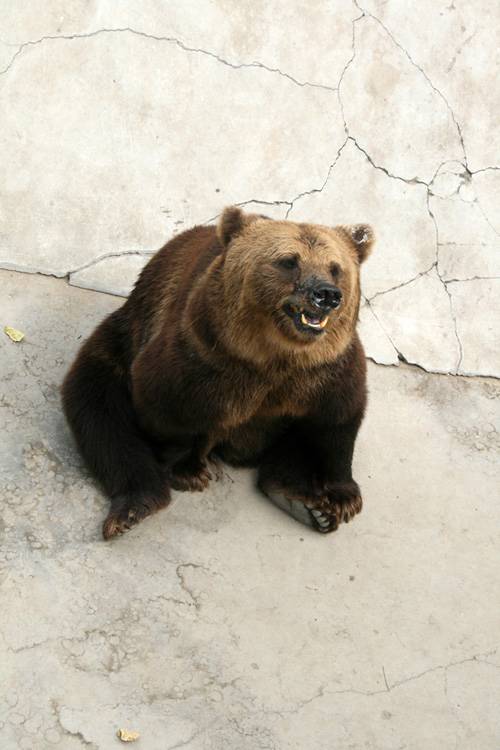 我的名字是熊瞎子